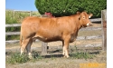 BEL ORIENT - Limousin